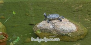 a lone turtle looking away on a rock surrounded with water