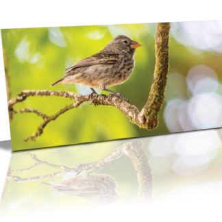 A darwin's sharp beacked ground finch perched on a V shape branch in the middle of the card with out of focus soft greens around it.