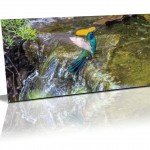Photo of a humming bird bathing in a moving creek with it's wings blurred to show motion and the body very tact, Jardin Botanica, Quito