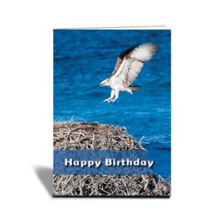 Happy Birthday Flying Osprey Card