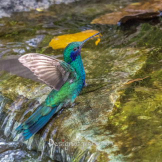 Photo of a humming bird bathing in a moving creek with it's wings blurred to show motion and the body very tact, Jardin Botanica, Quito