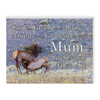 Mother deer feeding her fawn on a rocky background and some grass, Yellowstone National Park, Montana, USA with text " God has Given me so Many Things to be Grateful for and, Mum, You Trump Them All!"