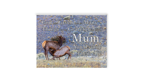 Mother deer feeding her fawn on a rocky background and some grass, Yellowstone National Park, Montana, USA with text " God has Given me so Many Things to be Grateful for and, Mum, You Trump Them All!"