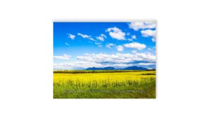 Canola fields, Stirling Ranges, Western Australia | Nature | Inspirational Mounted Photo | 8 x 6