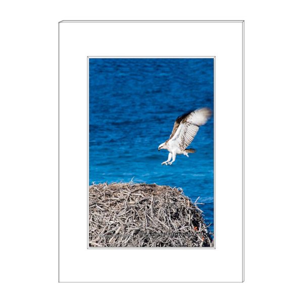 Osprey Flying to Nest,Rottnest Island, WA