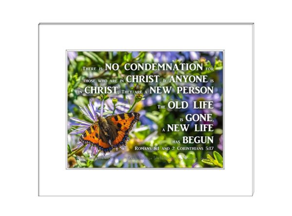 16 Beautiful orange Butterfly among flowers from Hamburg with words There is NO CONDEMNATION For those who are in Christ, If ANYONE is in CHRIST, They Are a NEW PERSON The OLD life is GONE, a NEW LIFE has BEGUN Romans 8:1 and 2 Corinthians 5:17