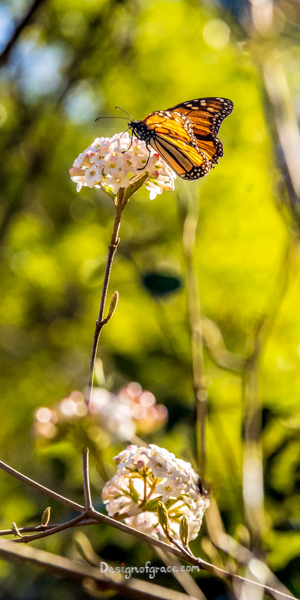 A beautiful orange and black butterfly on a long stemmed flower with a blurred out green background